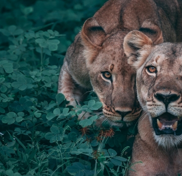 Chobe National Park