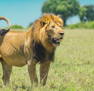 Queen Elizabeth National Park